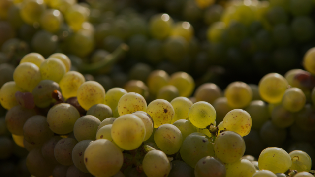 Des vignobles millénaires