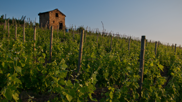 Les Rendez-Wine 2025