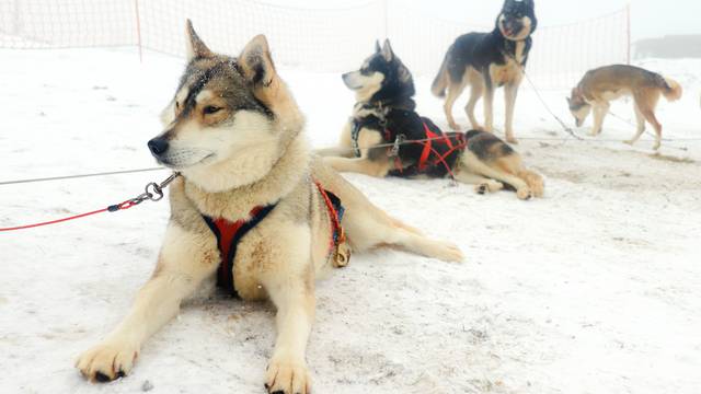 Chiens de traineau pilat