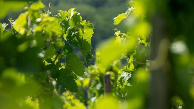 Vignobles en Scène