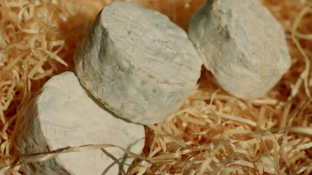 Cheese
