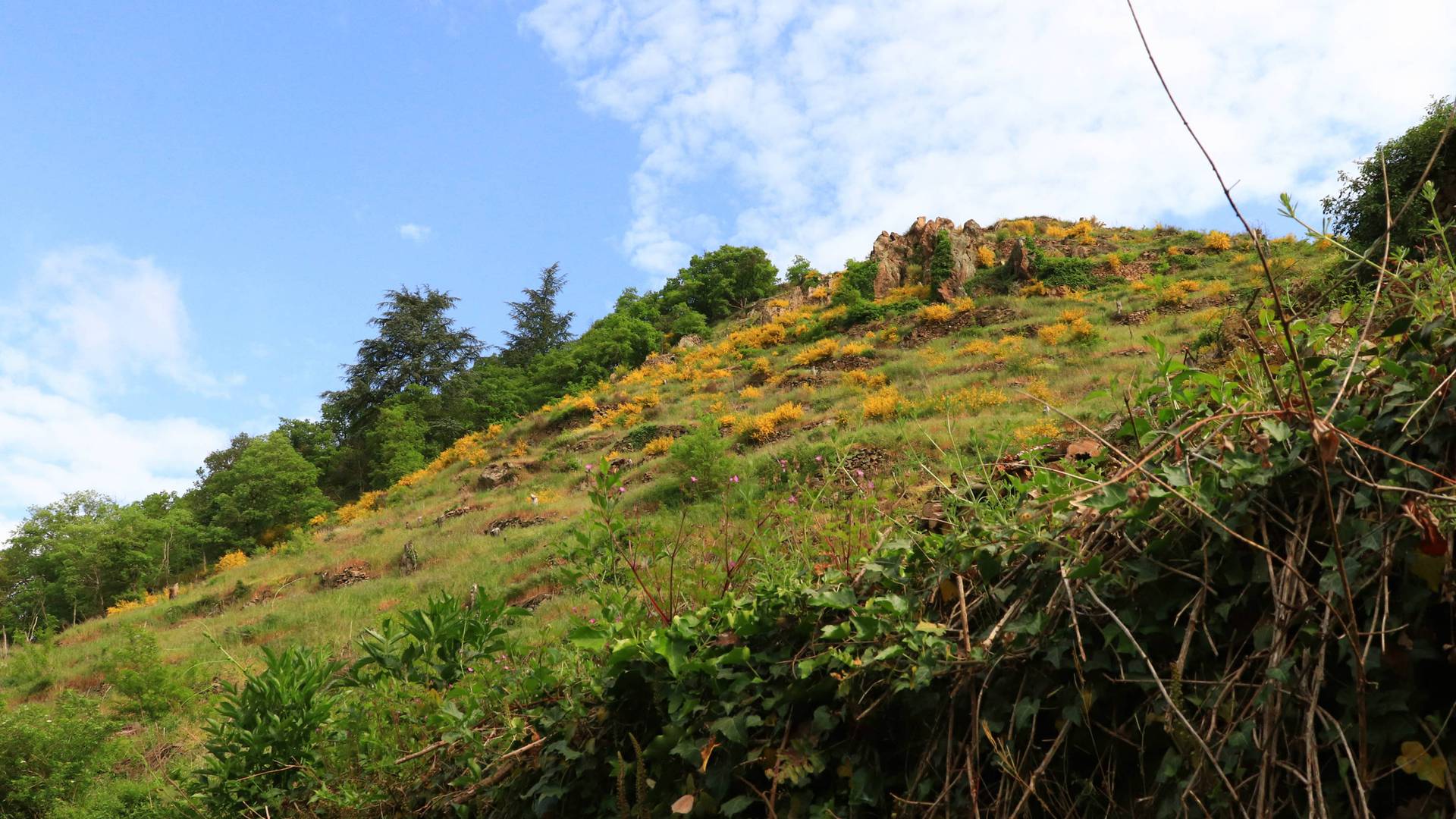 Sentier de l'Arbuel au départ de Condrieu