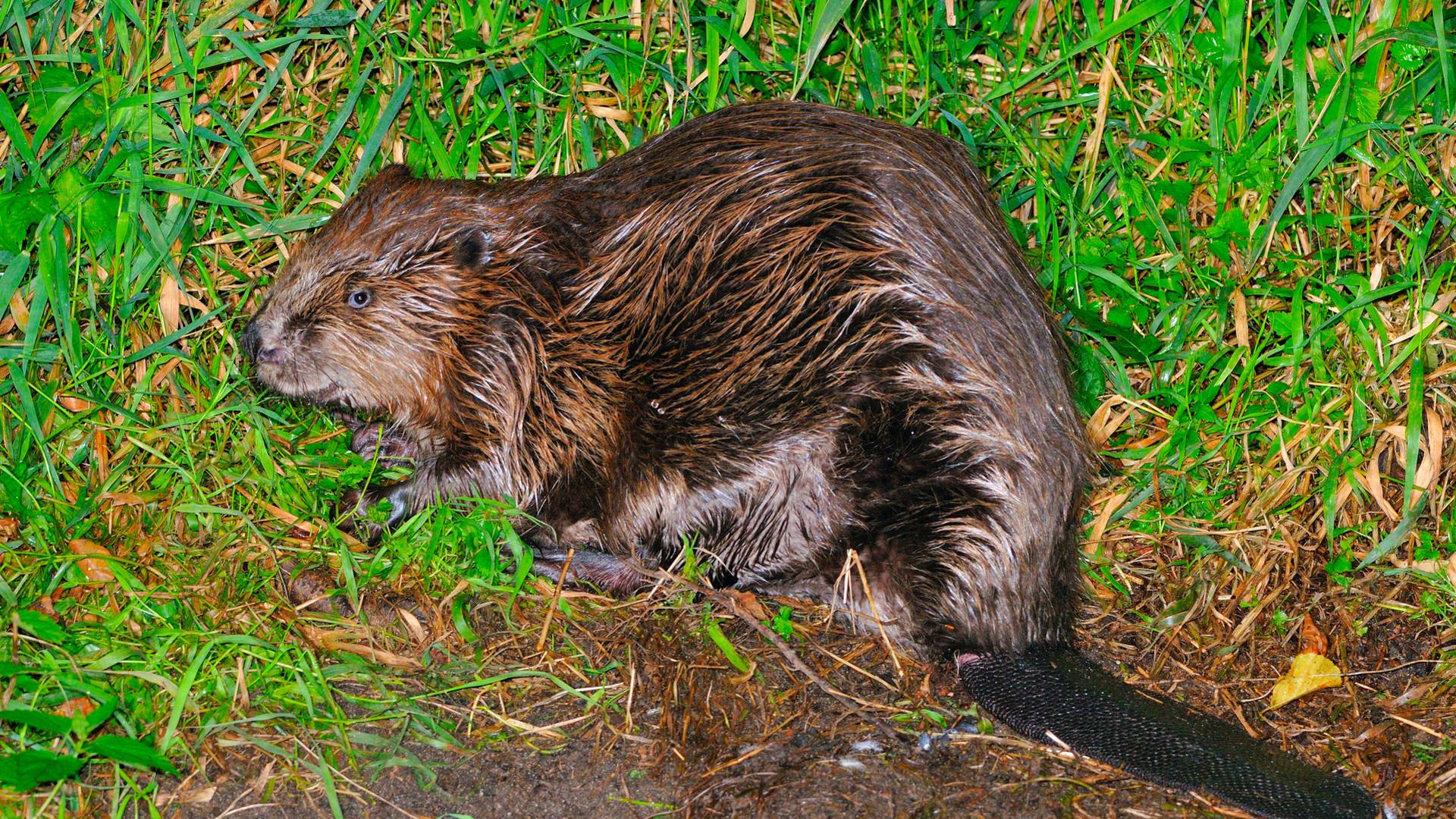 Karin_Jahne_ fotolia_Castor_canadensis