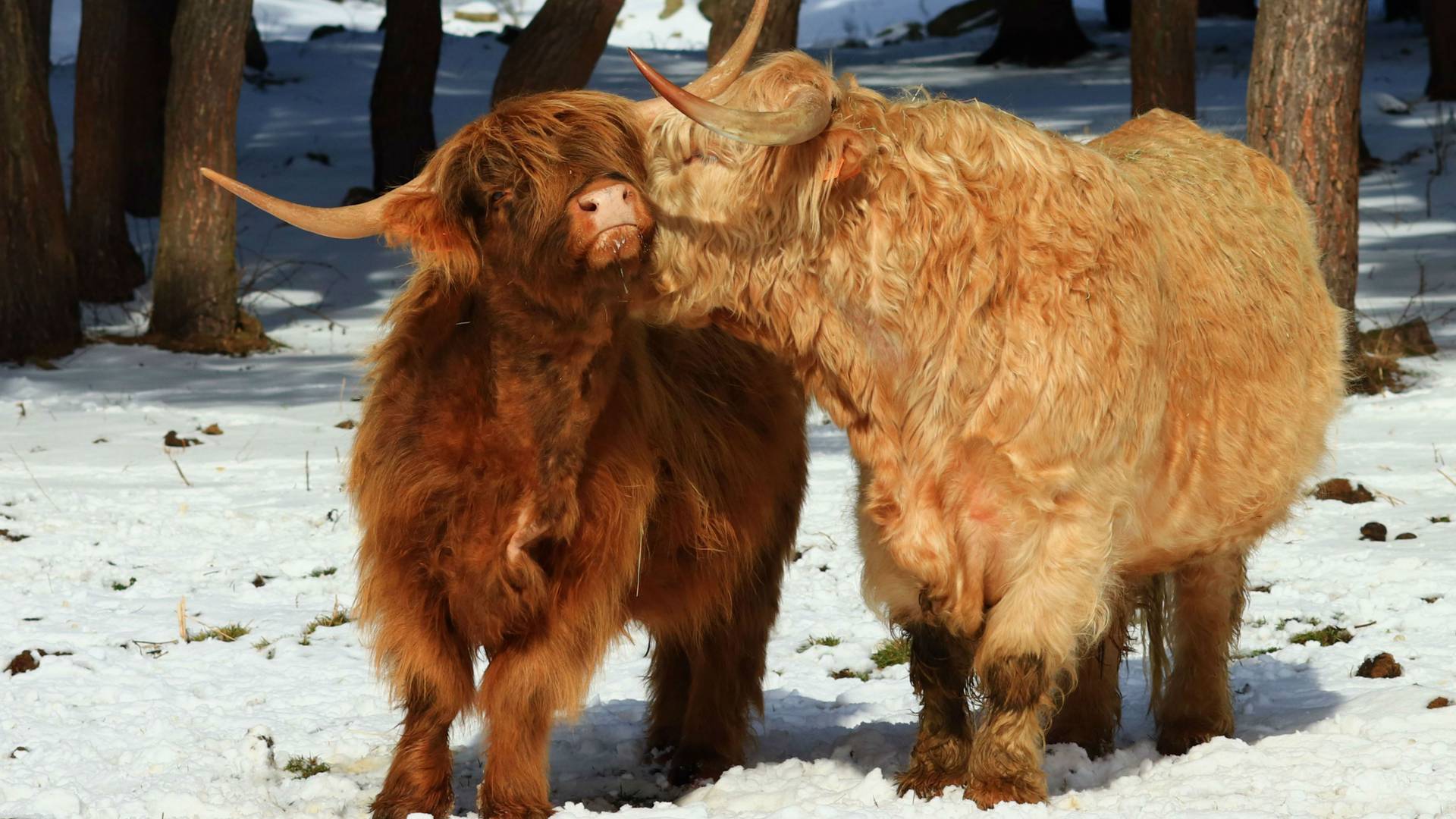 vaches écossaisses, Loire(42)