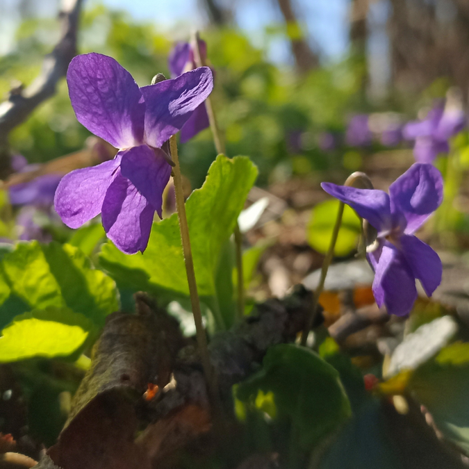 Mon week-end du 13 au 15 mars