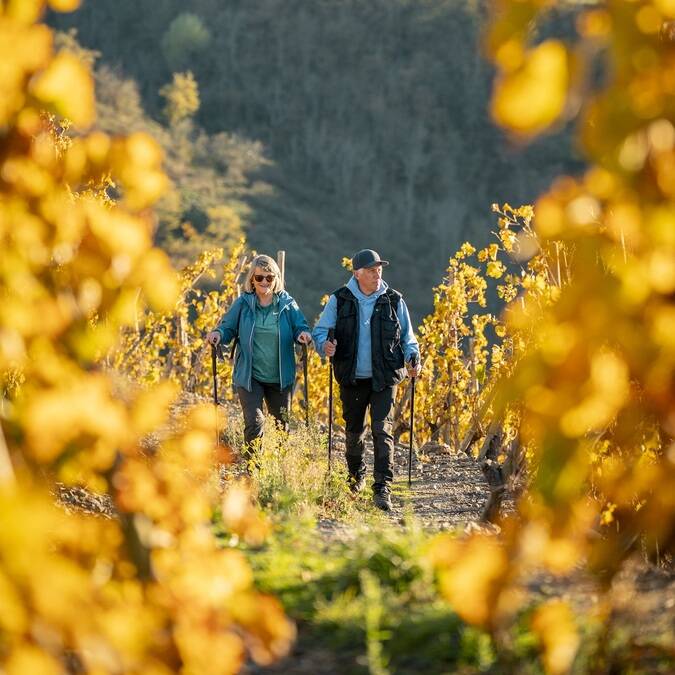 Vignobles Saint Joseph et Condrieu Malleval